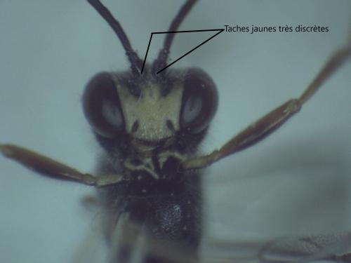 Erigorgus melanops